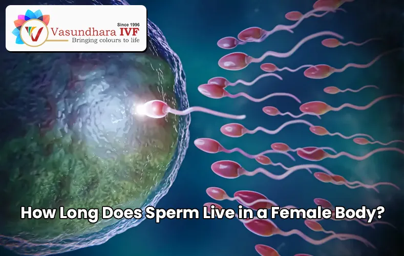 How Long Does Sperm Live in a Female Body?