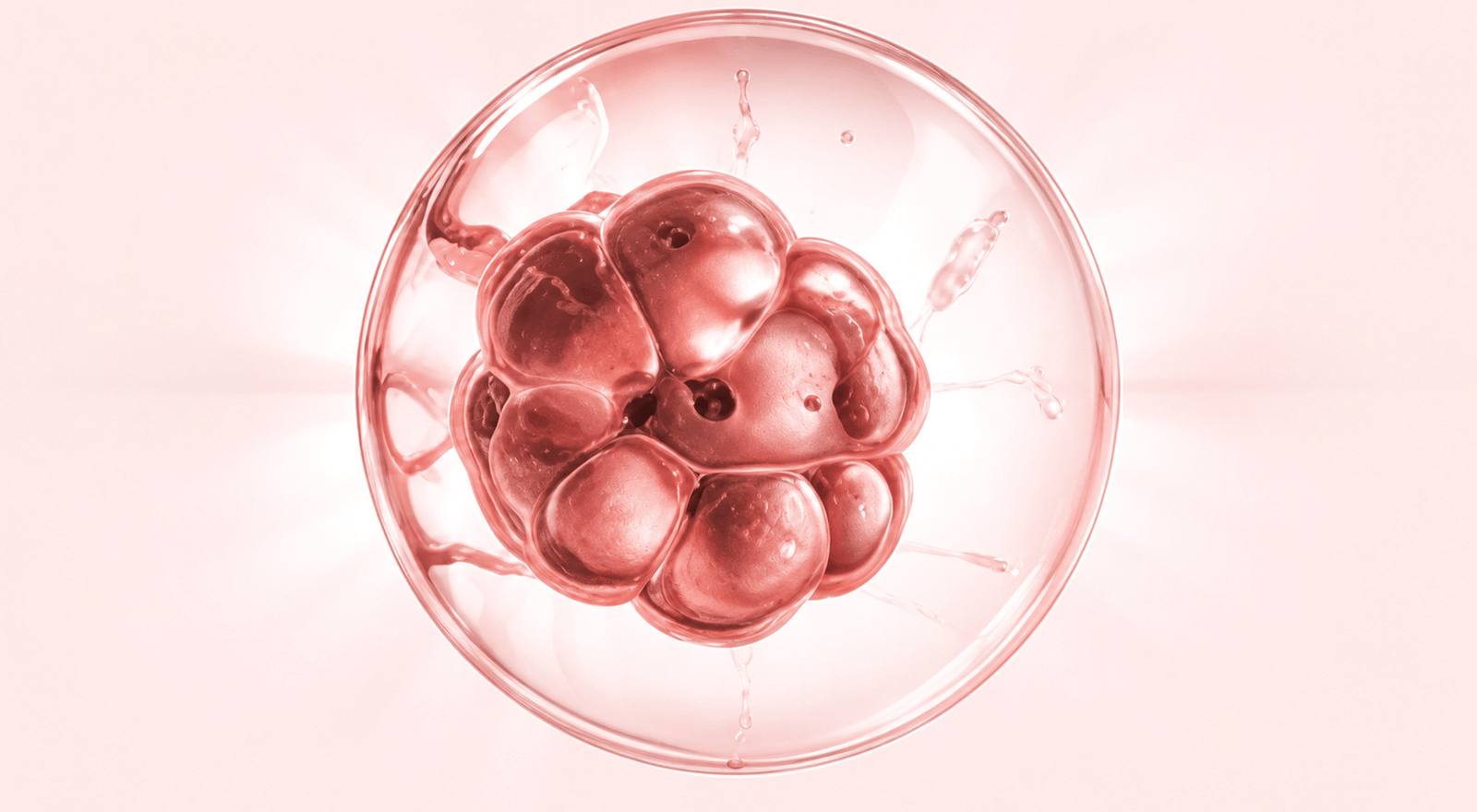 Blastocyst Transfer